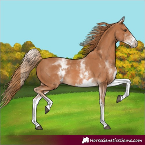Horse Color:White Spotted Chestnut