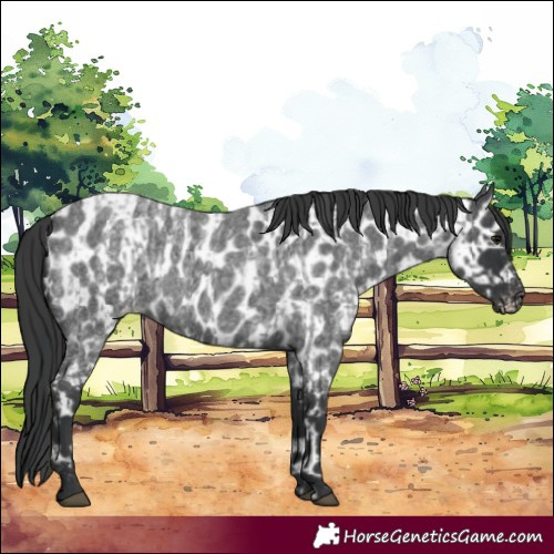 Horse Color:Blue Roan and Blue Roan Appaloosa