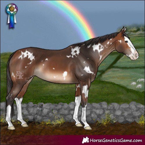 Horse Color:White Spotted Bay Splash