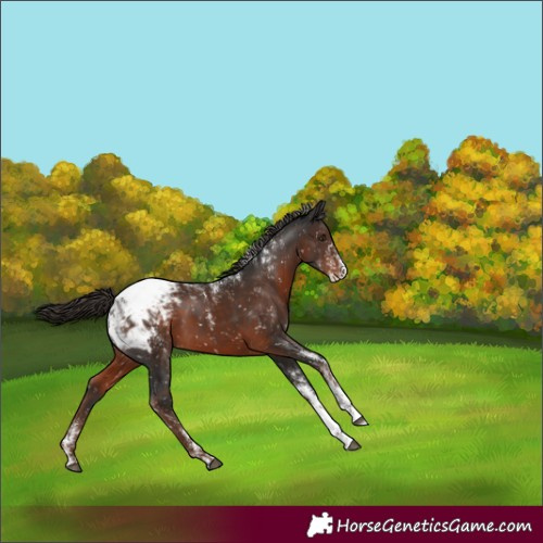 Horse Color:Powder White Liver Chestnut Appaloosa Rabicano