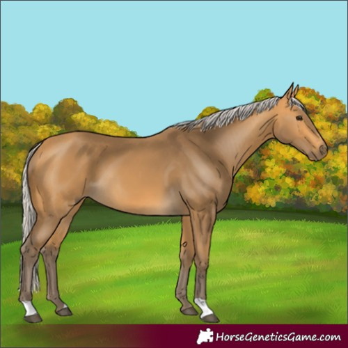 Horse Color:Silver Buckskin 