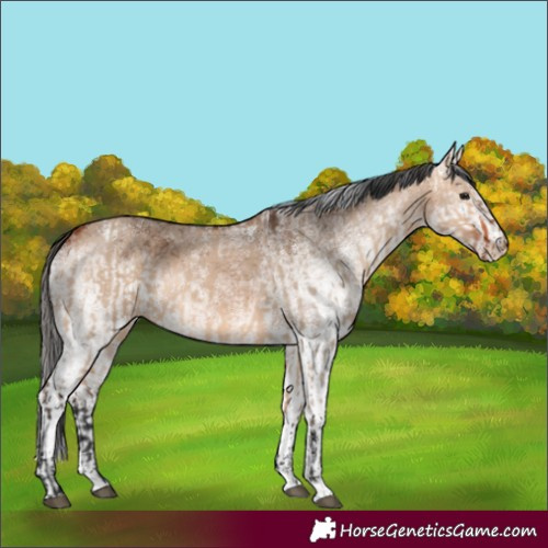 Horse Color:Bay Dun and White Spotted Bay Dun