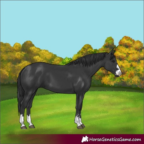 Horse Color:Black 