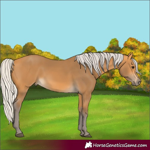 Horse Color:Silver Buckskin 