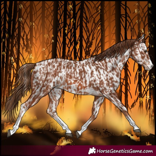 Horse Color:Chestnut and Chestnut Near Leopard