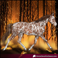 Horse Color:Chestnut and Chestnut Near Leopard