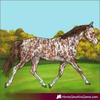 Horse Color:Chestnut  and Chestnut Appaloosa 