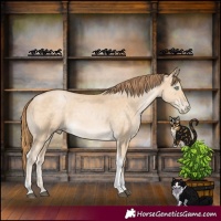 Horse Color:Buckskin Tobiano Rabicano
