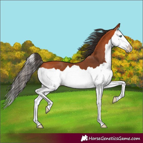 Horse Color:Unknown 