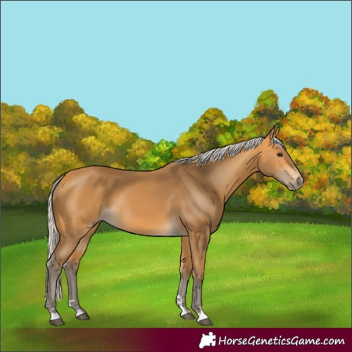 Horse Color:Silver Buckskin 