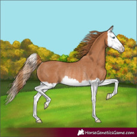 Horse Color:Chestnut Splash Rabicano 