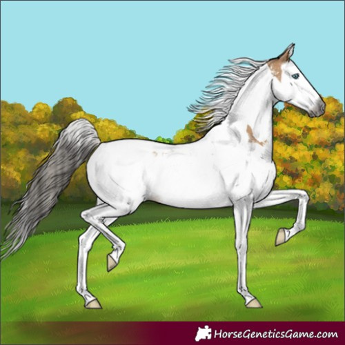 Horse Color:Gray Buckskin Sabino Splash Tobiano 