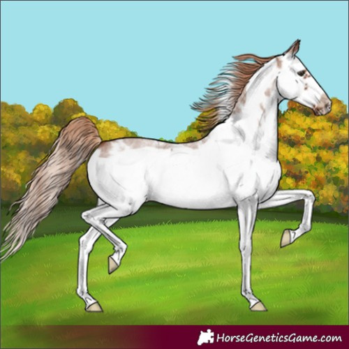 Horse Color:Red Roan Sabino Splash Frame 
