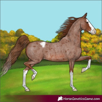 Horse Color:Red Roan Splash Blanket 