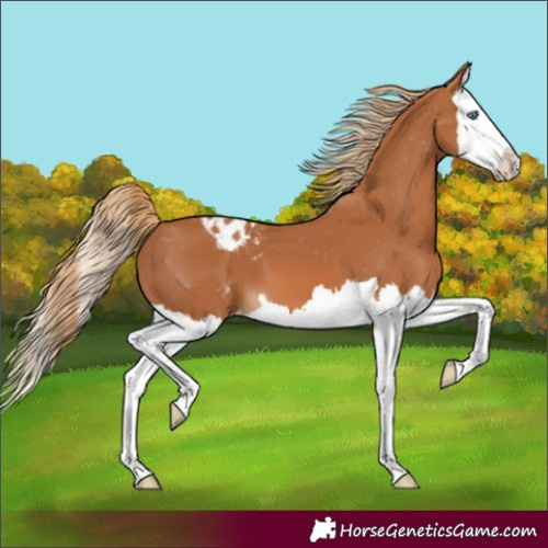 Horse Color:Chestnut Splash Appaloosa 