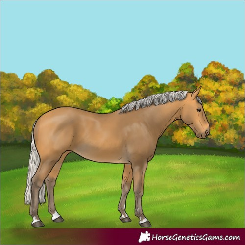 Horse Color:Silver Buckskin 