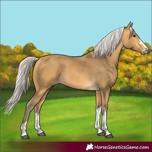 Horse Color:Silver Buckskin 