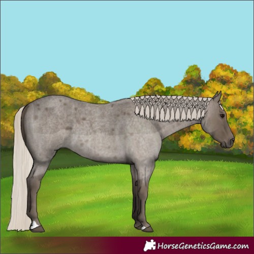 Horse Color:Silver Smoky Blue Roan