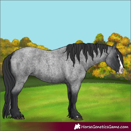 Horse Color:Blue Roan Splash