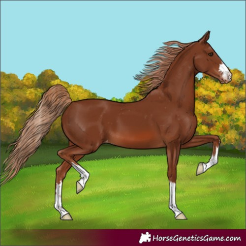 Horse Color:Chestnut Appaloosa