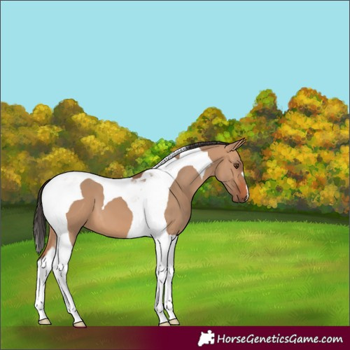 Horse Color:Bay Dun Tobiano