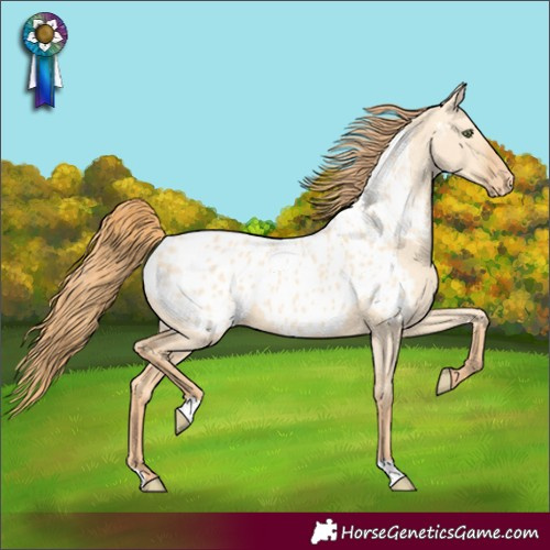 Horse Color:Gold Champagne Dun Appaloosa