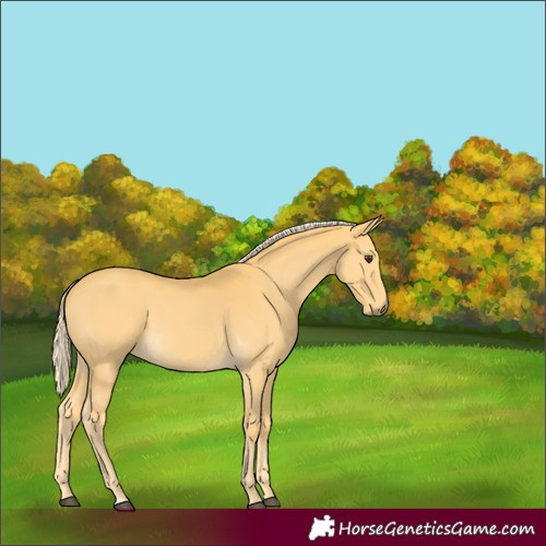 Horse Color:Palomino 