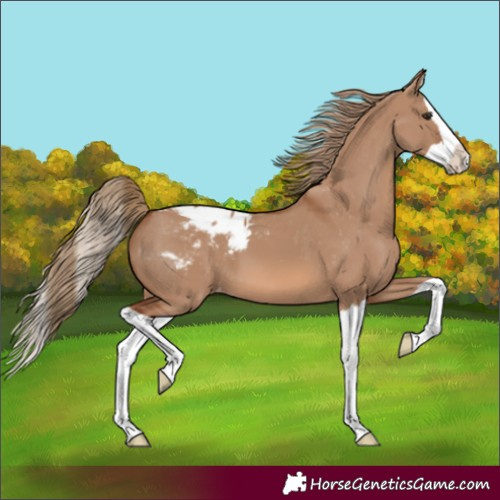 Horse Color:Red Dun Splash Blanket 