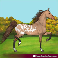 Horse Color:Bay Dun Blanket