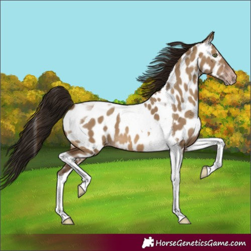 Horse Color:Gray Sable Champagne Dun Tobiano Appaloosa