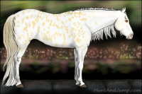 Horse Color:Buckskin Blanket