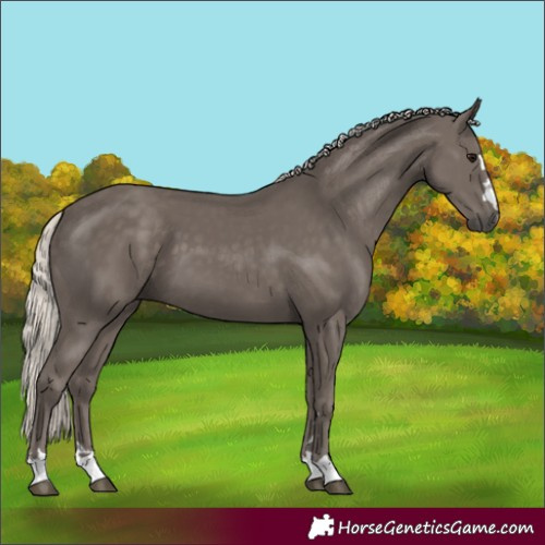 Horse Color:Silver Smoky Black