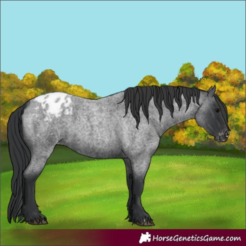 Horse Color:Blue Roan Appaloosa