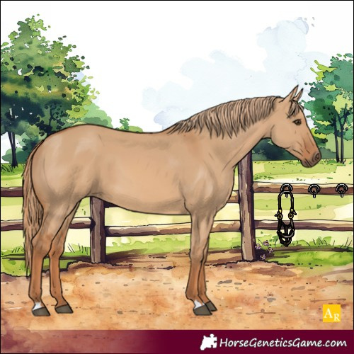 Horse Color:Red Dun