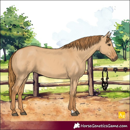 Horse Color:Red Dun 