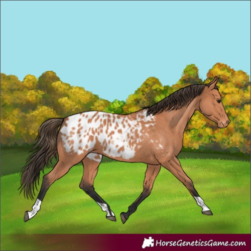 Horse Color:Bay Appaloosa 
