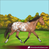 Horse Color:Bay Appaloosa