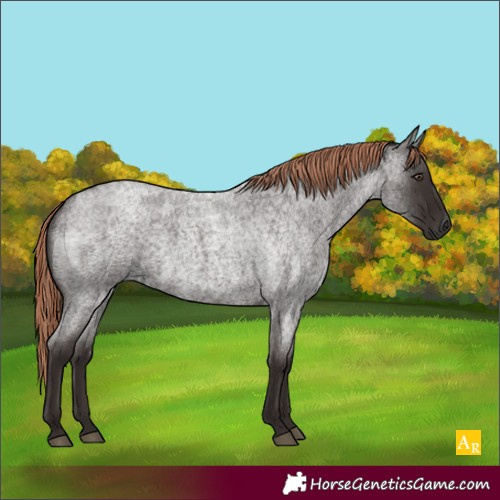 Horse Color:Unknown 