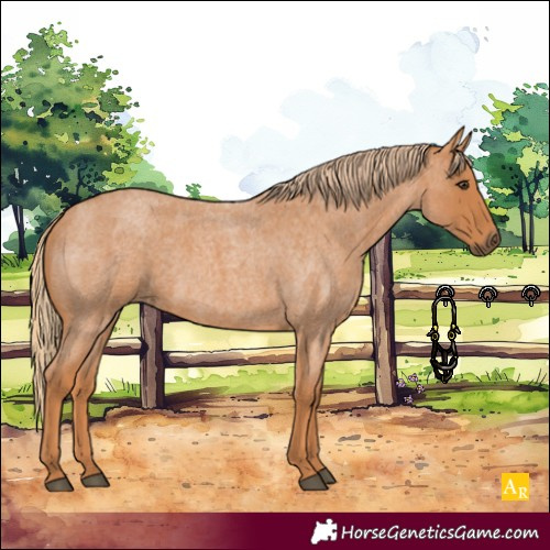 Horse Color:Red Roan 