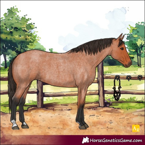 Horse Color:Bay Roan 
