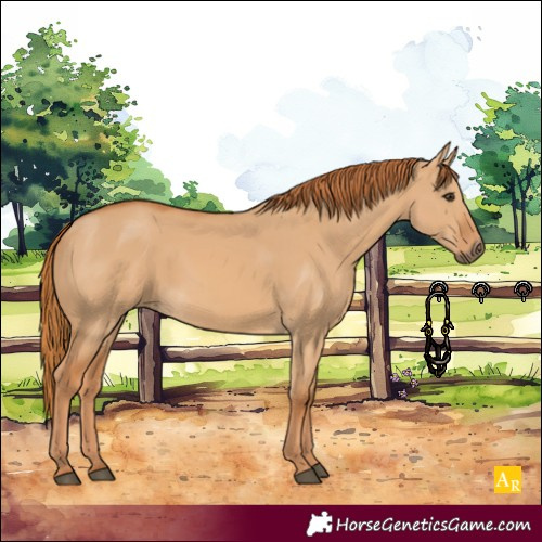 Horse Color:Red Dun 