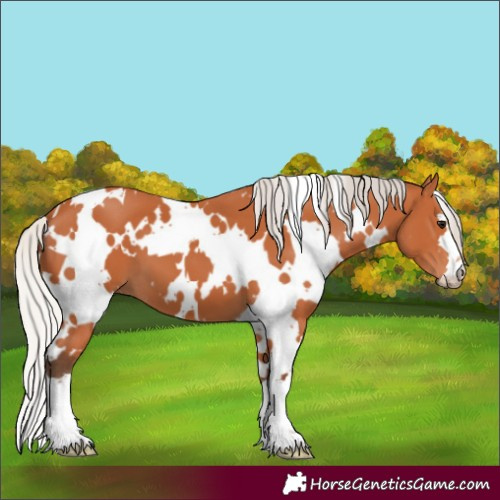 Horse Color:White Spotted Silver Bay