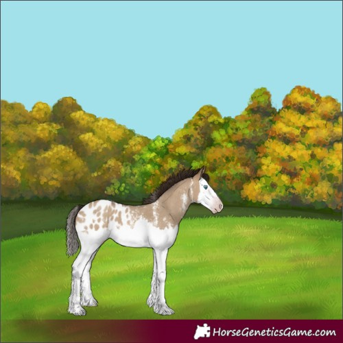 Horse Color:Gray Amber Champagne Dun Sabino Splash Appaloosa