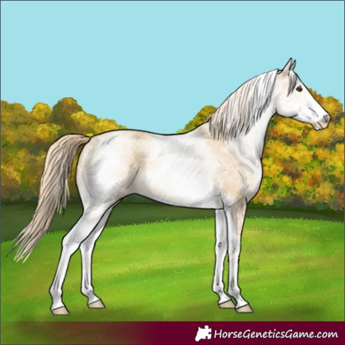 Horse Color:White Spotted Palomino Ice Dun