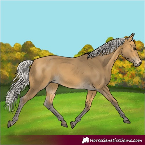 Horse Color:Silver Buckskin 