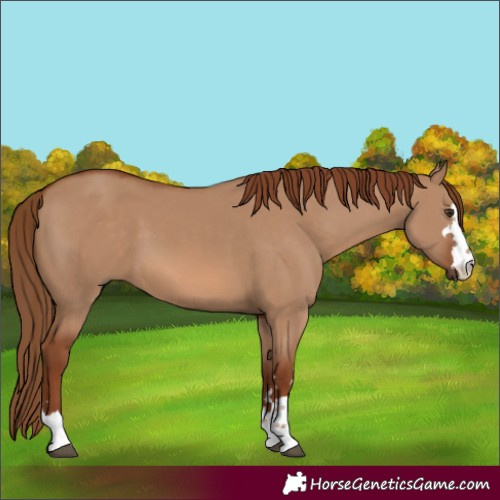 Horse Color:Red Dun