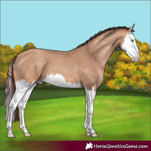 Horse Color:Chocolate Amber Champagne Splash 