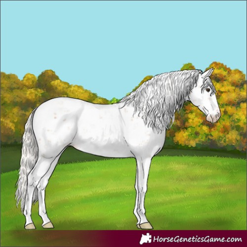 Horse Color:Silver Bay Sabino 