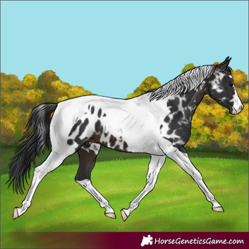 Horse Color:Brown Tobiano Appaloosa