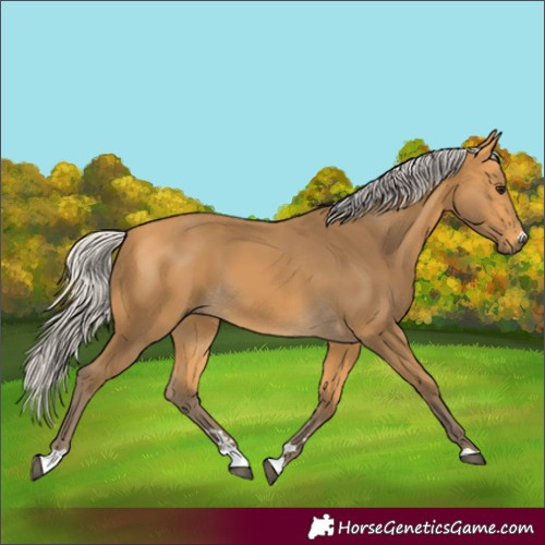 Horse Color:Silver Buckskin 